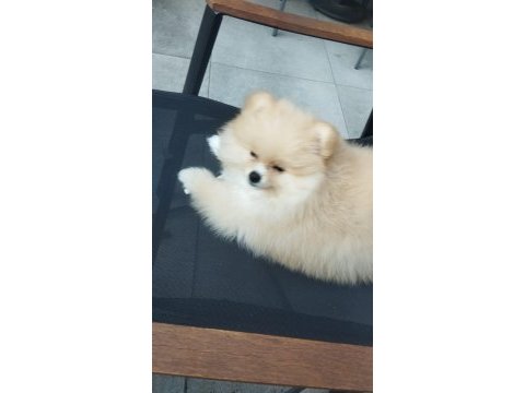 Aile aranıyor: sevimli pomeranian yavrusu cookie