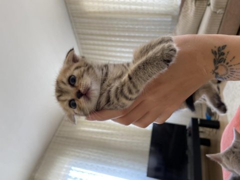 British shorthair leopar desenli
