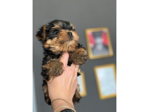 Baby face maltipoo yavrular sahiplendirmeye açıktır