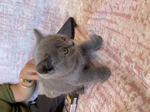 British short hair yavru kedi