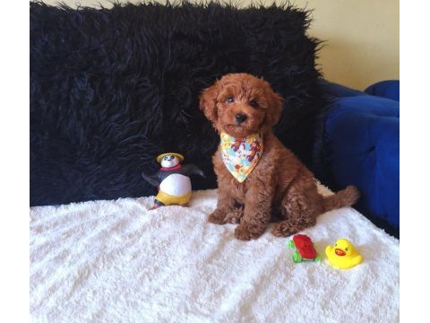 Yakışıklı poodle prens