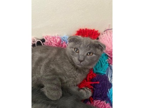 Orjinal british shorthair yavrular