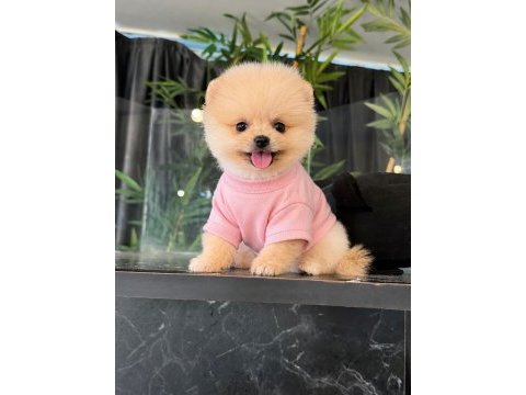 Orjinal pomeranian boo 