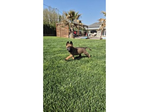 Efsane belçika malinois yavruları istanbul 