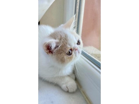 Exotic shorthair snoppy yavrumuz
