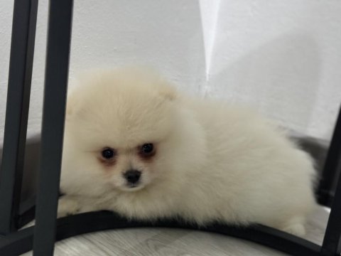 3.5 aylık teddy face pomeranian boo
