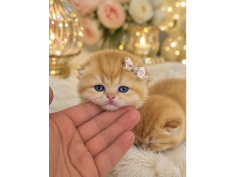 Golden british shorthair bebekler