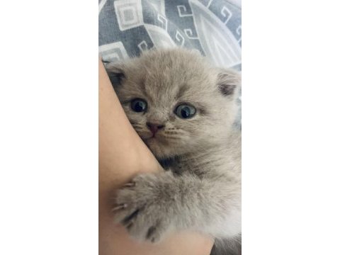 1 aylık minik yavru scottish fold