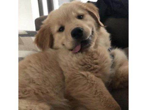Sarı şeker golden retriever yavrular