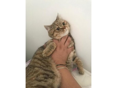 British shorthair golden point