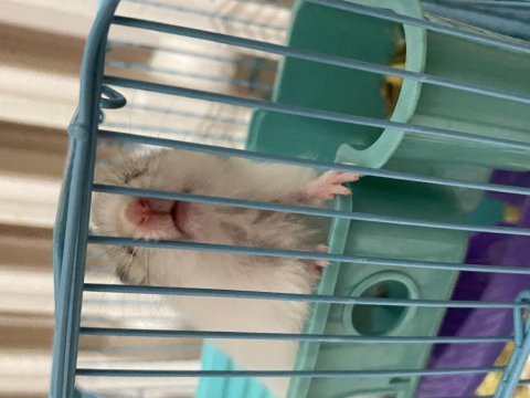 Hamster yavru