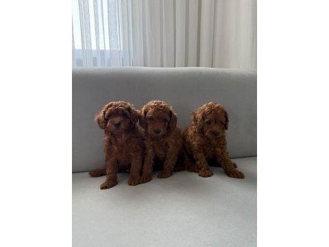 Toy poodle bebekler seçkin yavrular