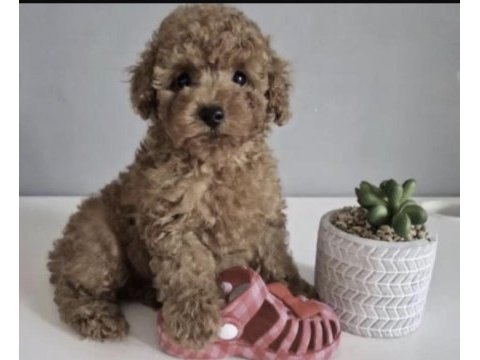 Toy poodle yavrusu
