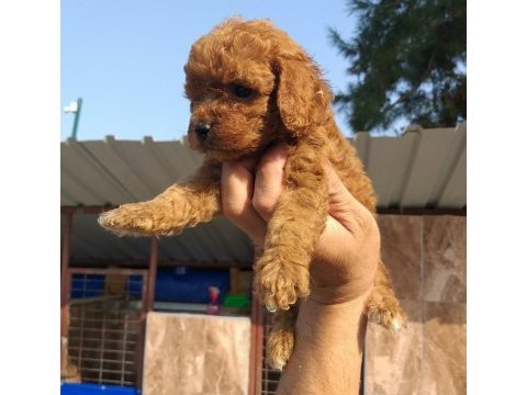 Süper toy poodle bebişler