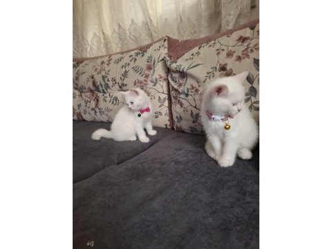 Cins kedi biritichsahibinden çok oyuncuysam bir maskot