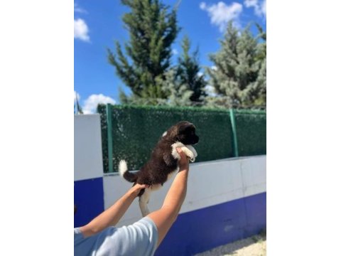 American dev akita aslanlar