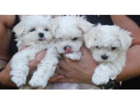 Maltese terrier mini mini kar gibi bebeklerim