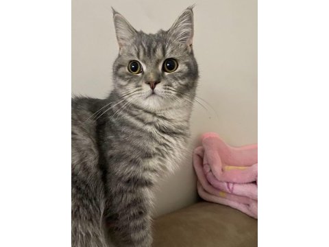 British shorthair kızıma yeni yuva arıyorum