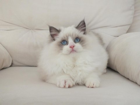 Full şecereli ragdoll yavruları