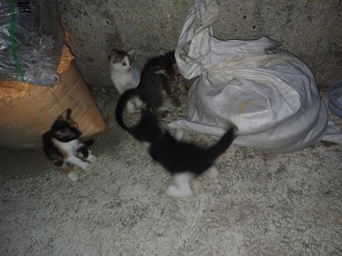 Bahçede baktığım yavru kediler