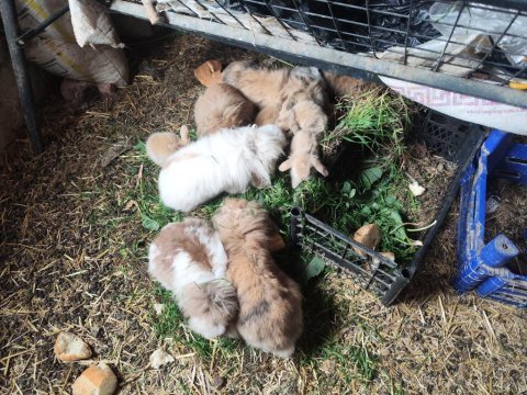 Safkan hollanda lop tavşanı