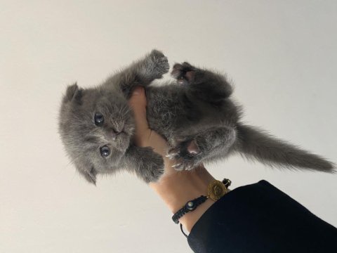 Son iki yavrum scottish fold