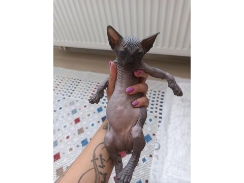 Anne ve erkek sfenks yavru yeni yuvasını arıyor