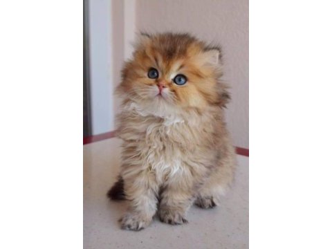 Çok tatlı yumuşacık sevgi delisi bir british longhair bebek