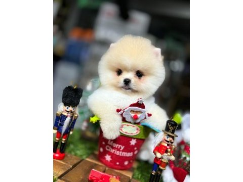 Pomeranian şecereli teacup
