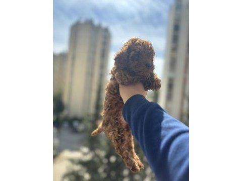 Erkek dişi toy poodle yavrularımız