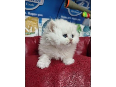 British shorthair