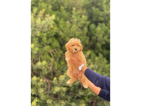 Maltipoo yavrularımız