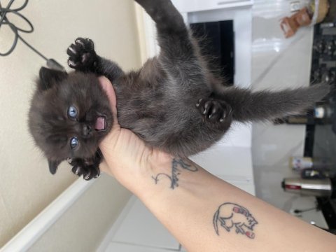 Yeni yuvalarına hazır british shorthair yavrular