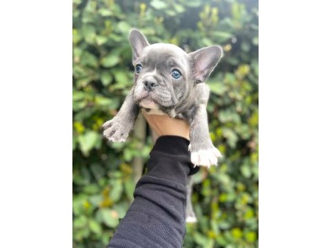 Balıkesir merkez french bulldog yavrular