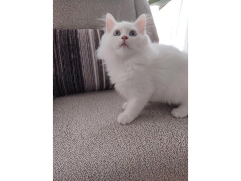 British longhair erkek 3 aylık yavrularımız