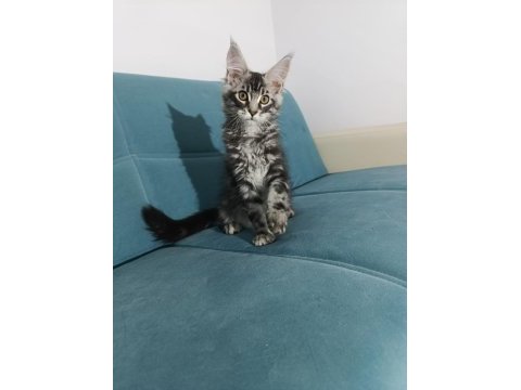 Uyguna vereceğim dev maine coon yavruları