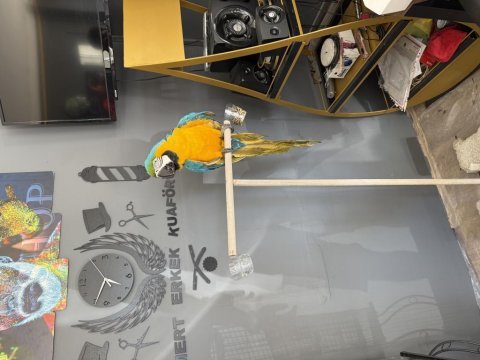 Macaw papağanımız 3 yaşında erkek