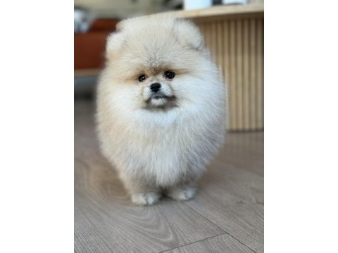 Üst düzey dişi pomeranian boo