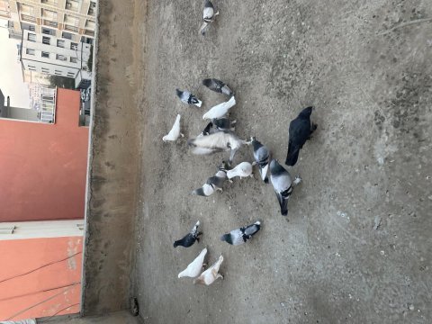 16 adet oyunlu güvercin