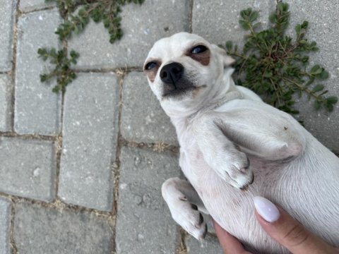 4 aylık erkek şivava yavrumuz