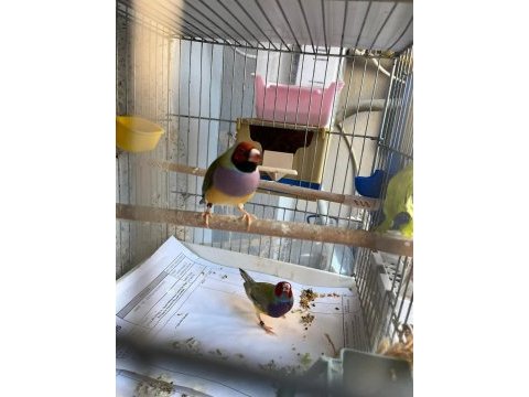 Ağır parçalı parrot goldian finch cinemonlar