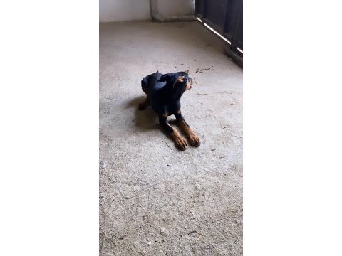 Varsa daha iyi doberman o da annesi