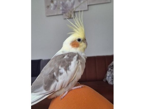 Çift sultan papağanı