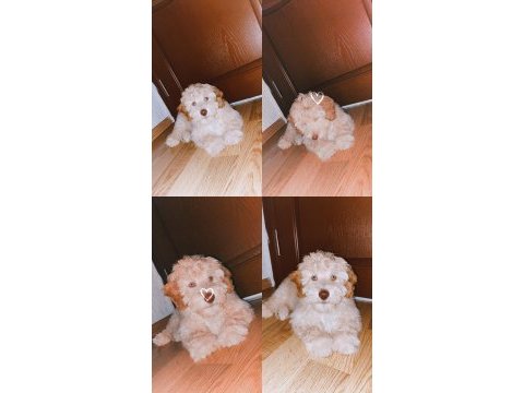 3 aylık oyuncu maltipoo