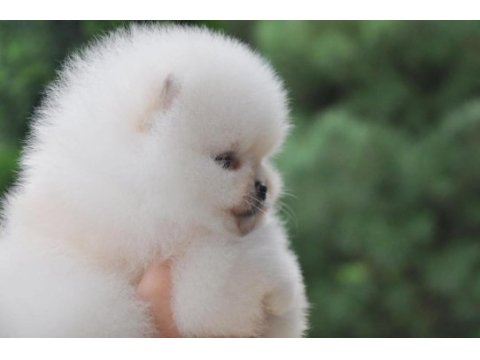 Boo pomeranian teddy bear yavrular