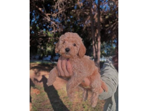 Fcı / kıf secereli şampiyon anne ve babadan poodle yavrular