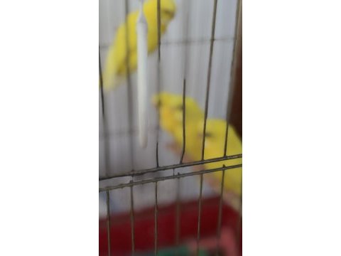 Lutino muhabbet kuşlarım