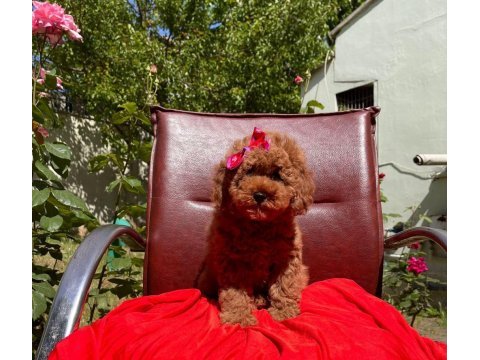 Toy poodle yavrularımız hazır