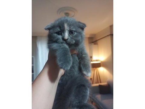 İran blue point kırması melez kedimiz