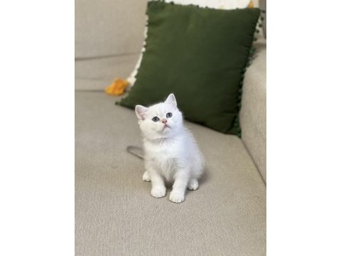 Hemen teslim safkan silver point british shorthair 